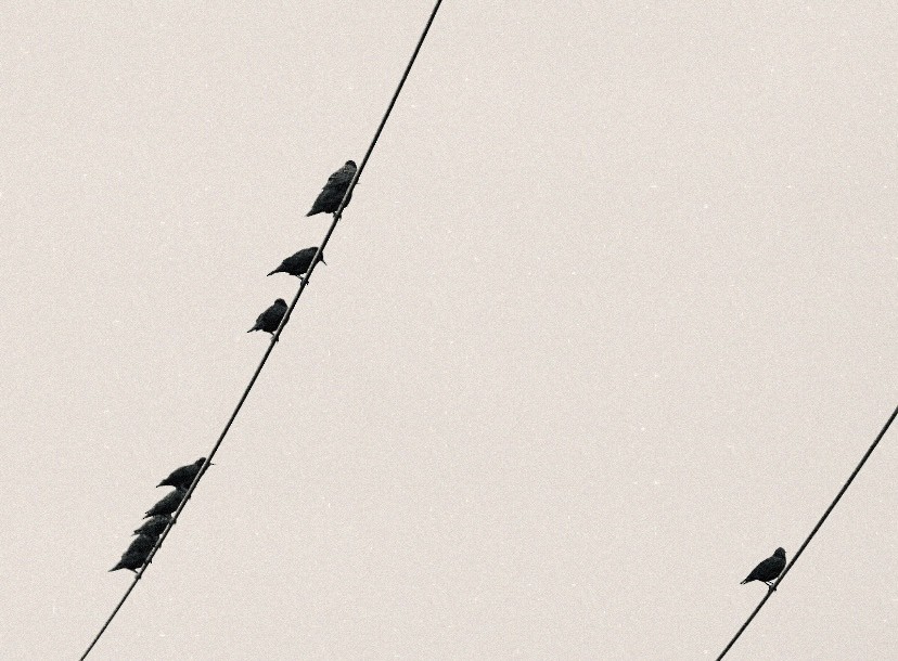 Шпак піренейський - ML646863460