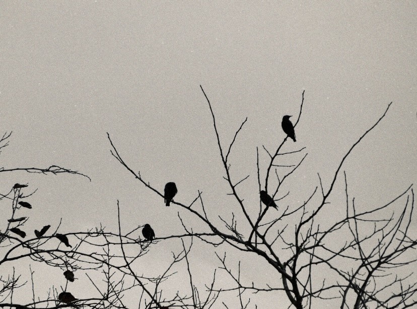 Шпак піренейський - ML646863461