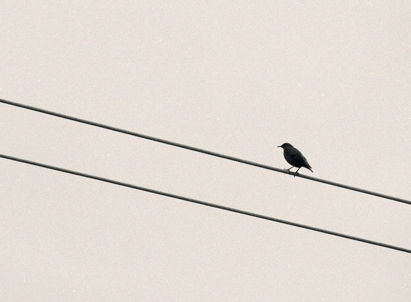 Шпак піренейський - ML646863462