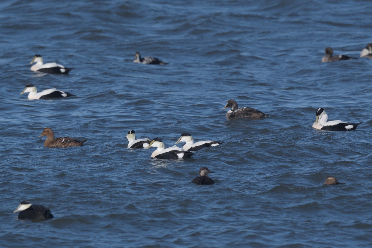 ærfugl - ML646863463