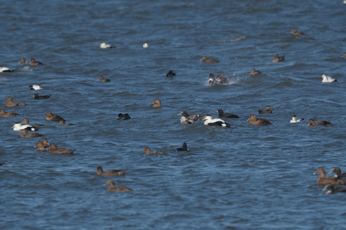 ærfugl - ML646863464