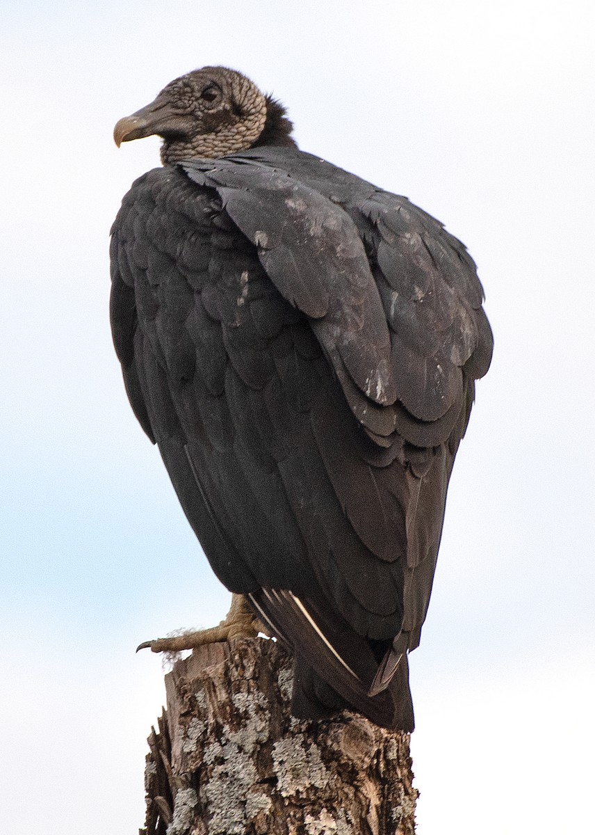 Катарта чорна - ML646863466