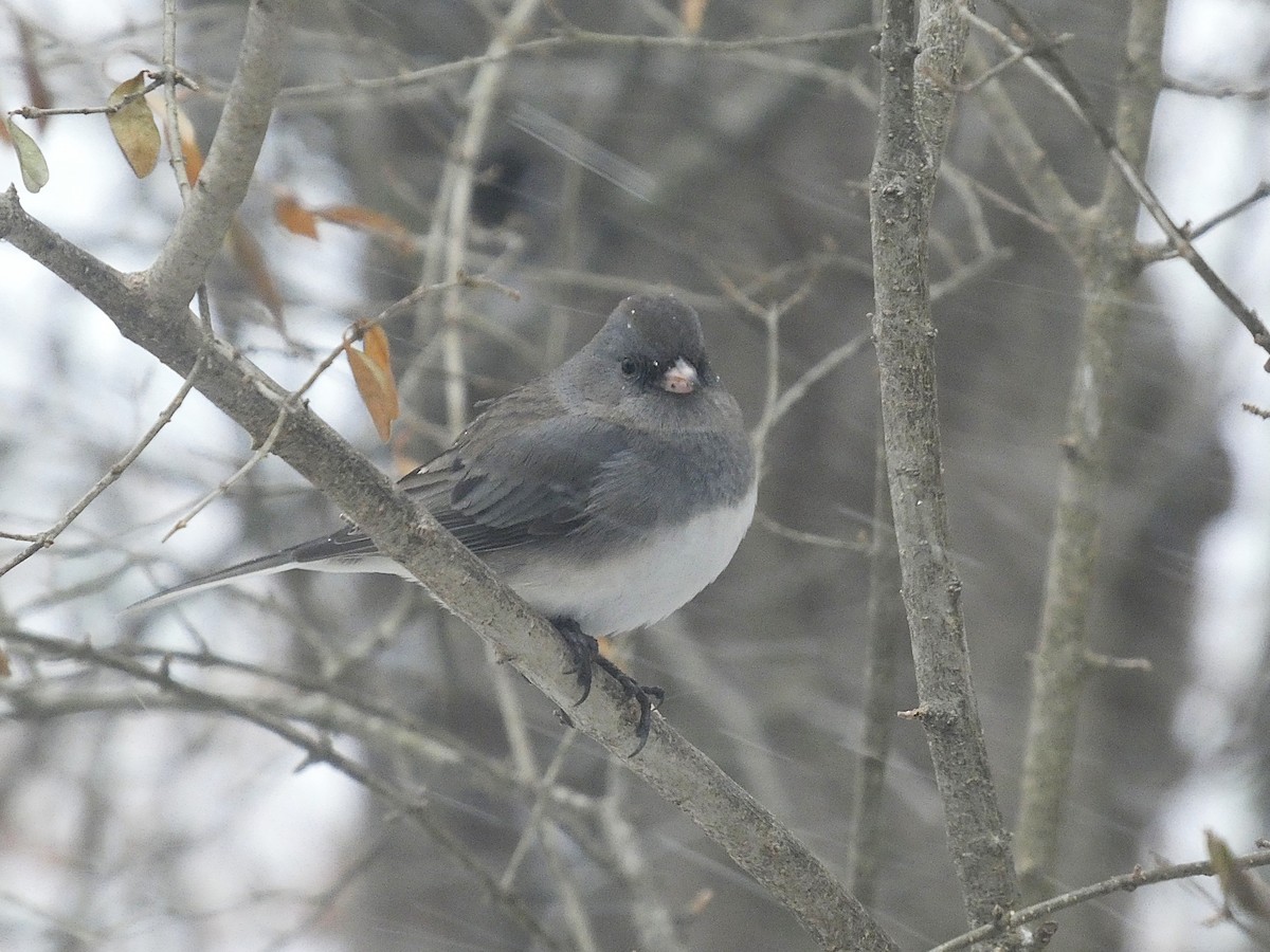 Dark-eyed Junco (Slate-colored) - ML646863467