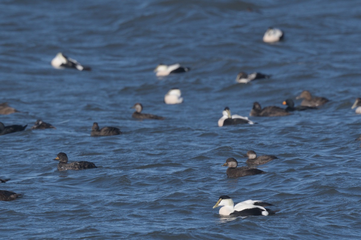 turpan žlutozobý - ML646863468