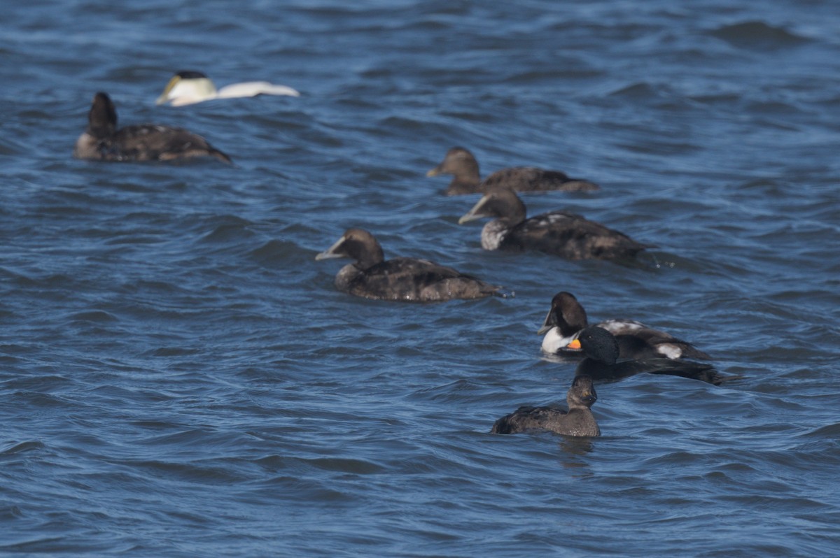 turpan žlutozobý - ML646863469