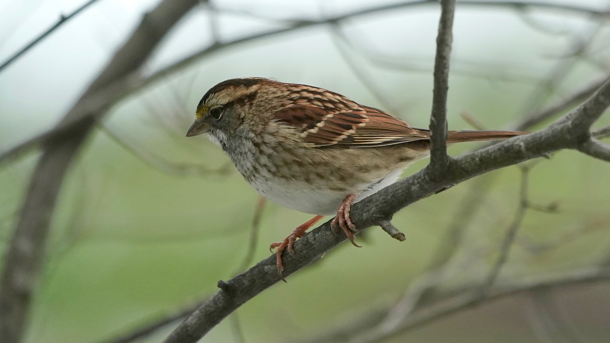 White-throated Sparrow - ML646863470