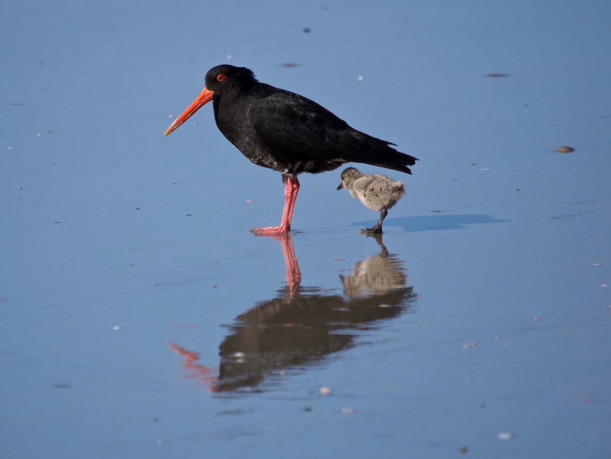 Yeni Zelanda Kara Poyrazkuşu - ML646863471