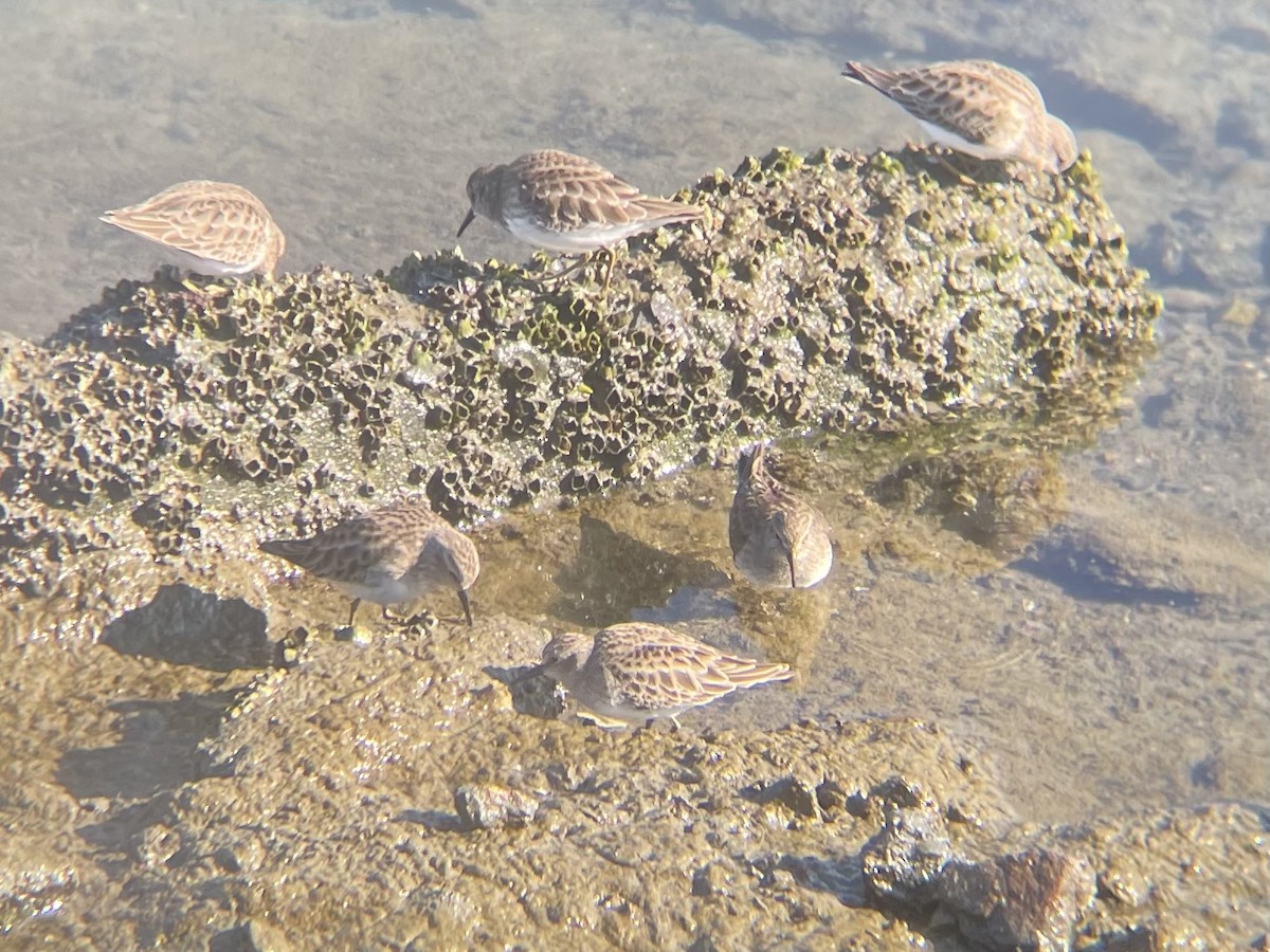 חופית זעירה - ML646863474