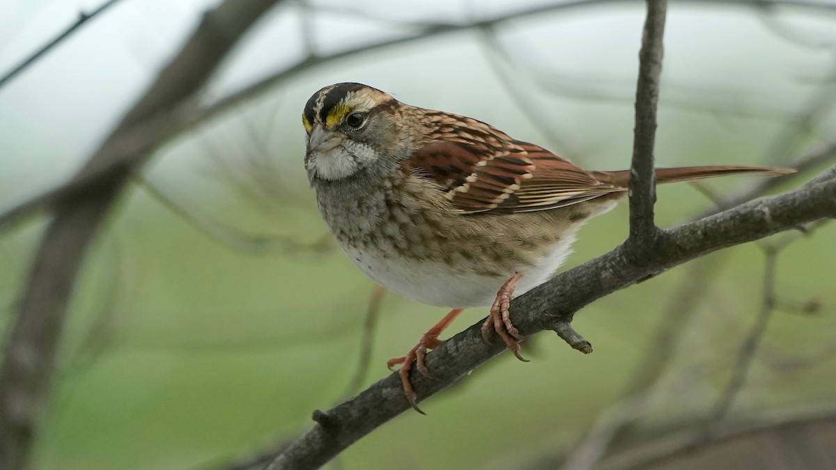 White-throated Sparrow - ML646863478
