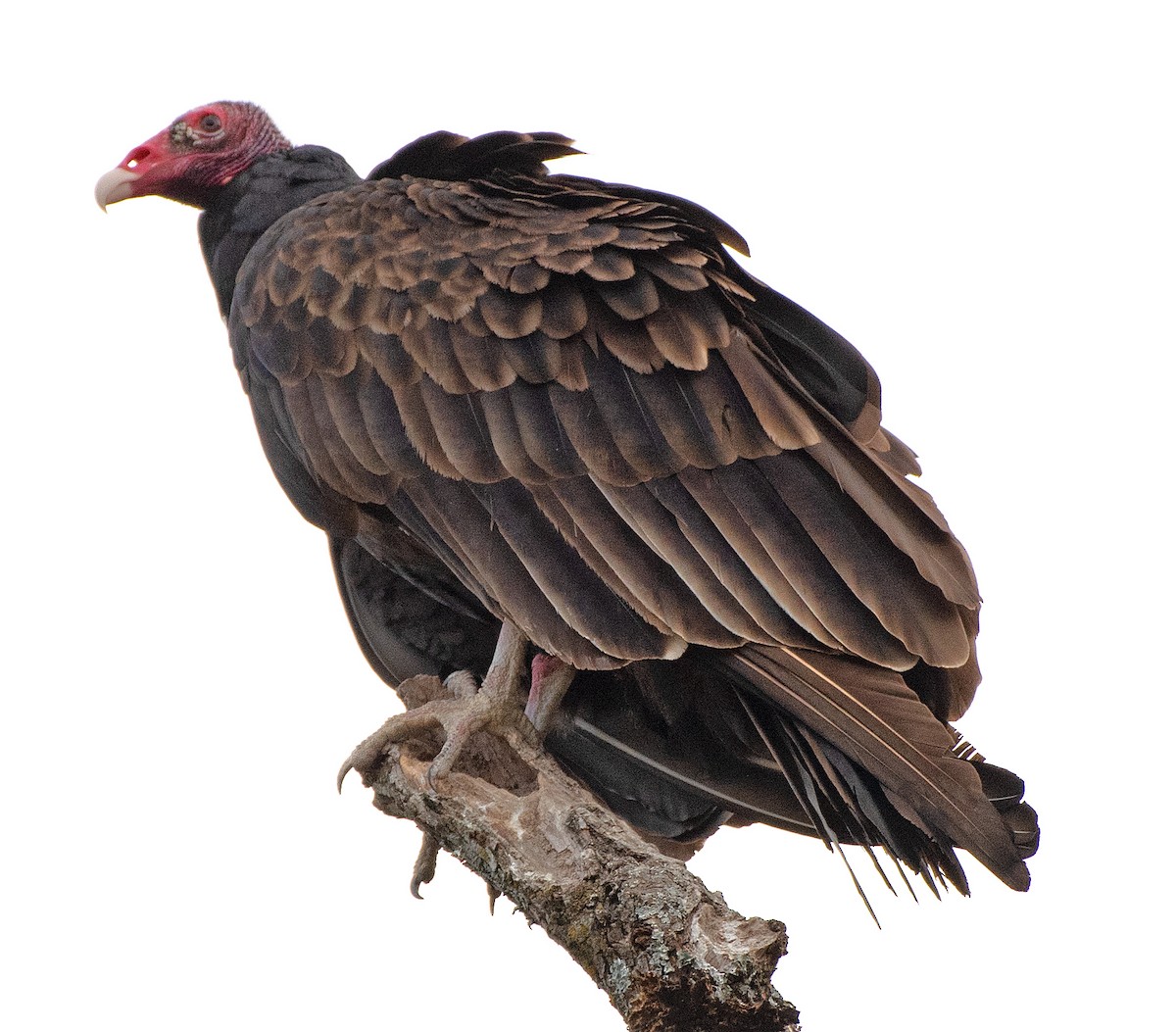 Turkey Vulture - ML646863479