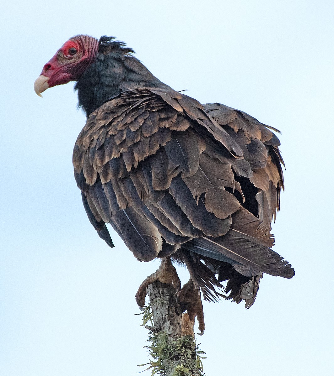 Turkey Vulture - ML646863480
