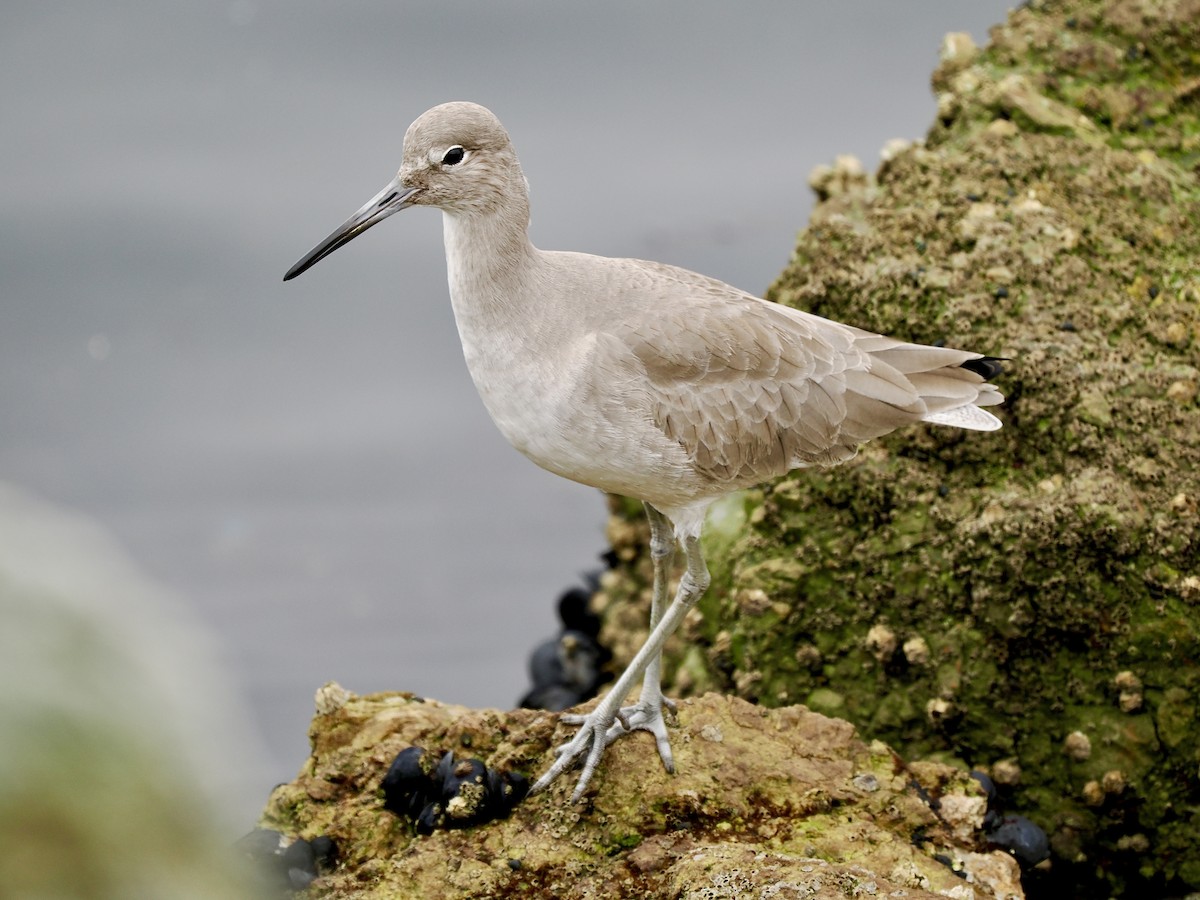 ハジロオオシギ - ML646863481