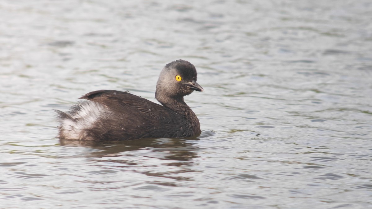 Txilinporta beltza - ML646863482