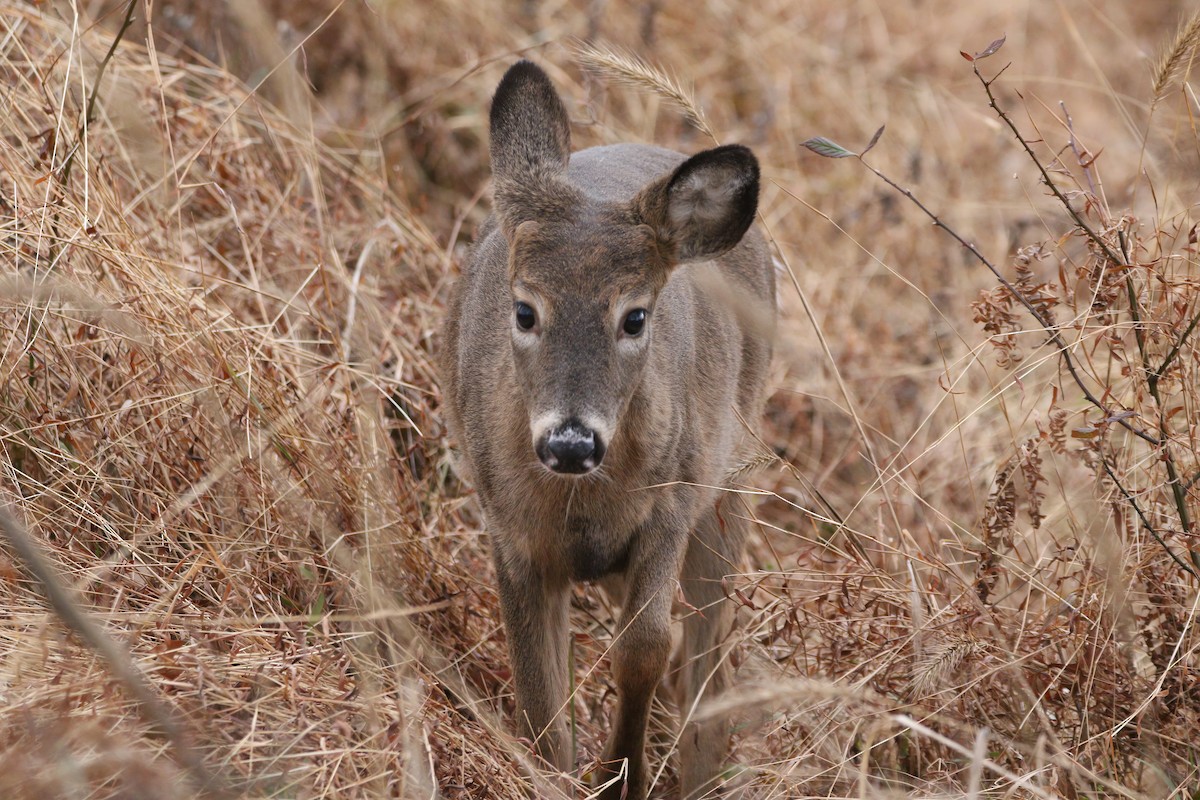 White-tailed Deer - ML646863483