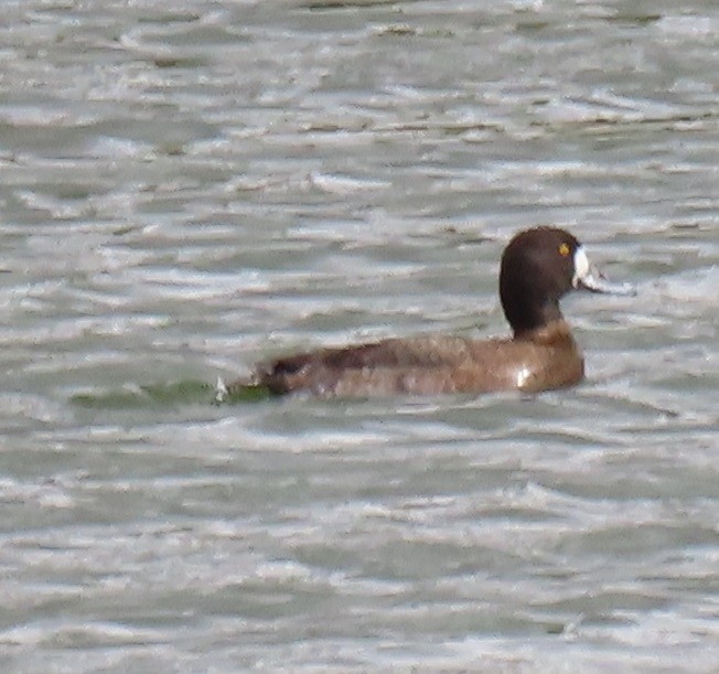 Lesser Scaup - ML646863493