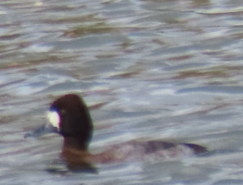 Lesser Scaup - ML646863494