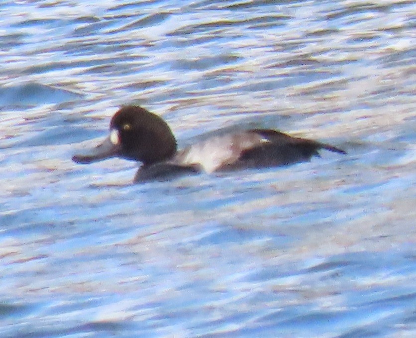 Lesser Scaup - ML646863495