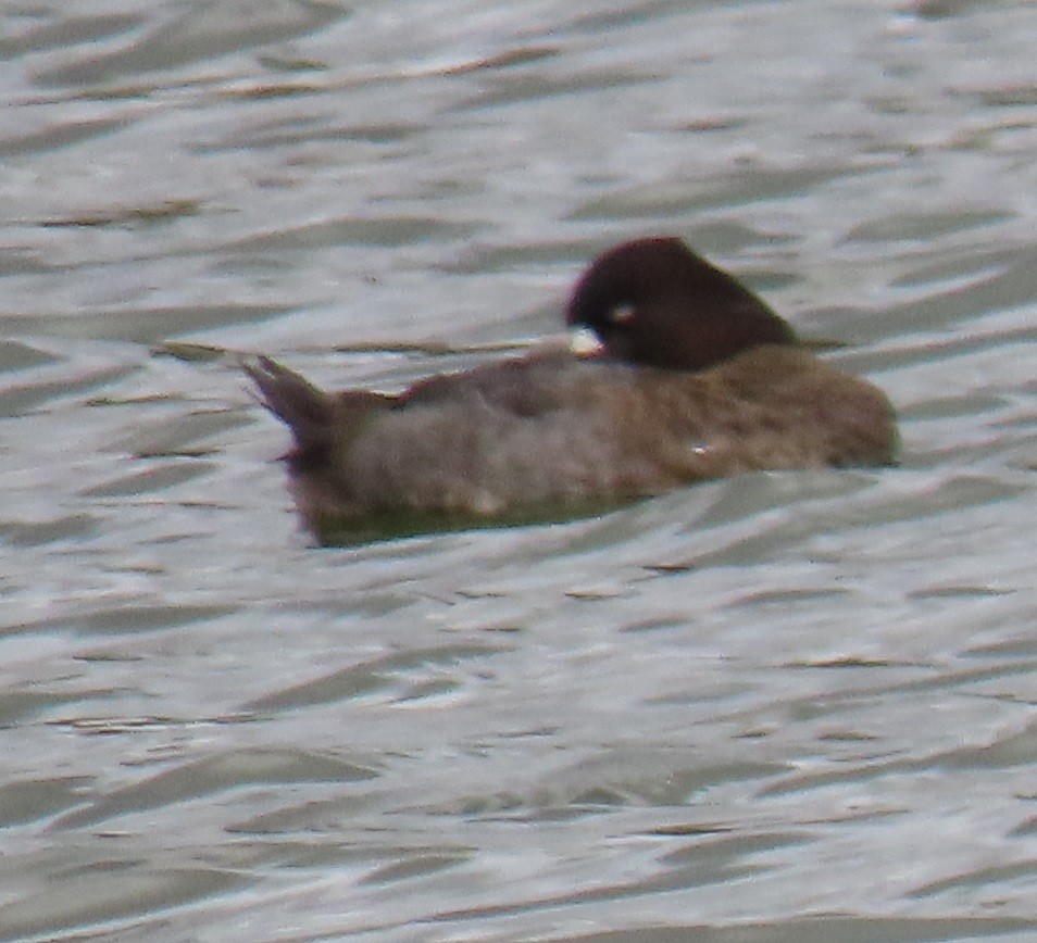 Lesser Scaup - ML646863496