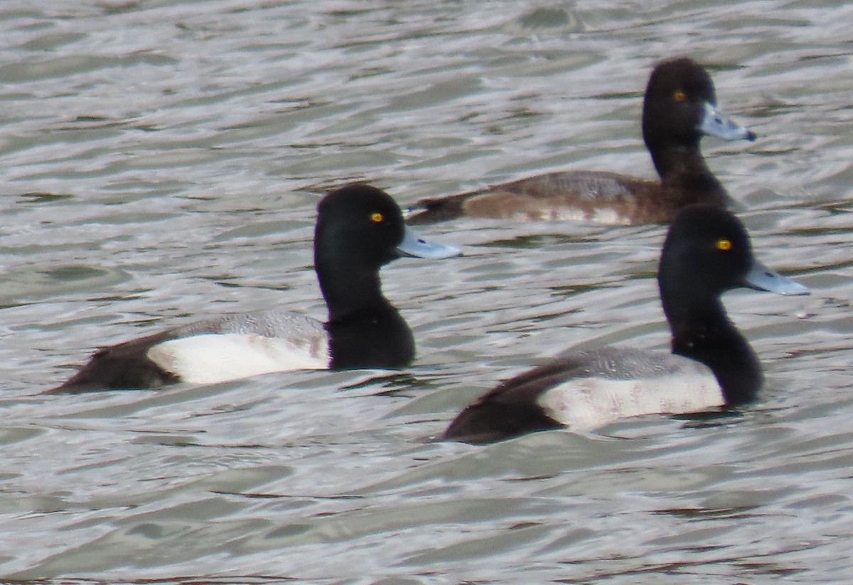 Lesser Scaup - ML646863497