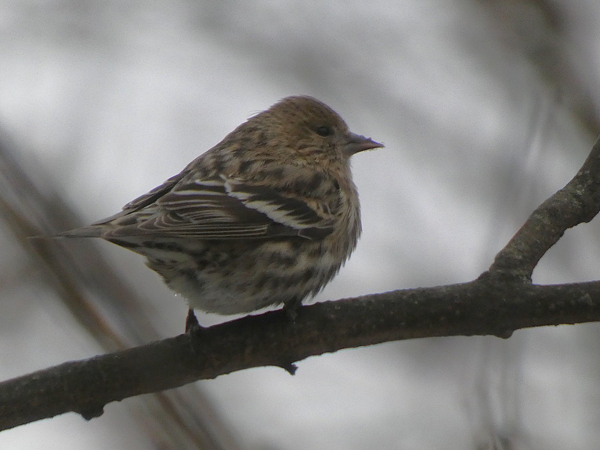 Pine Siskin - ML646863498
