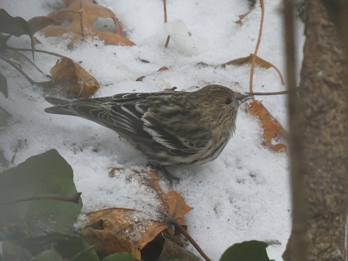 Pine Siskin - ML646863499