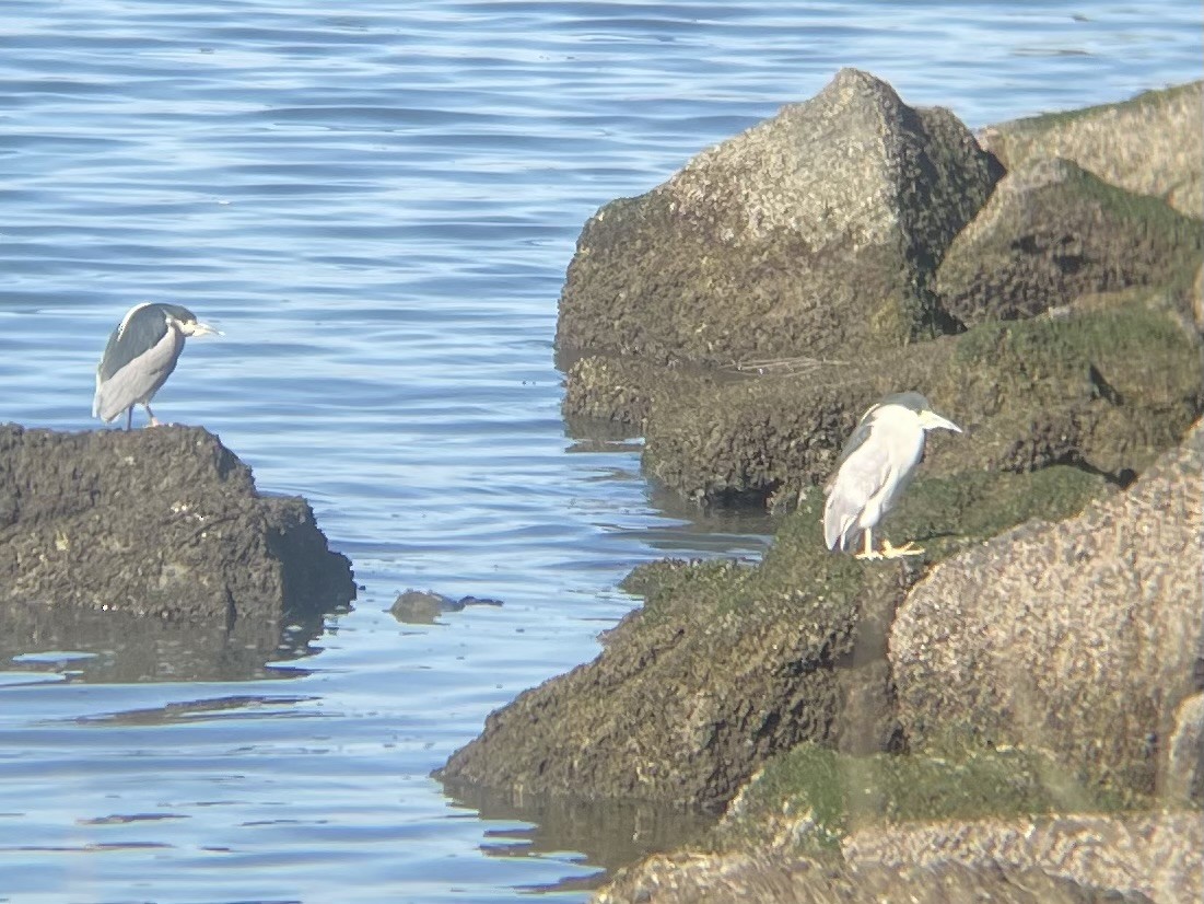 אנפת לילה - ML646863503