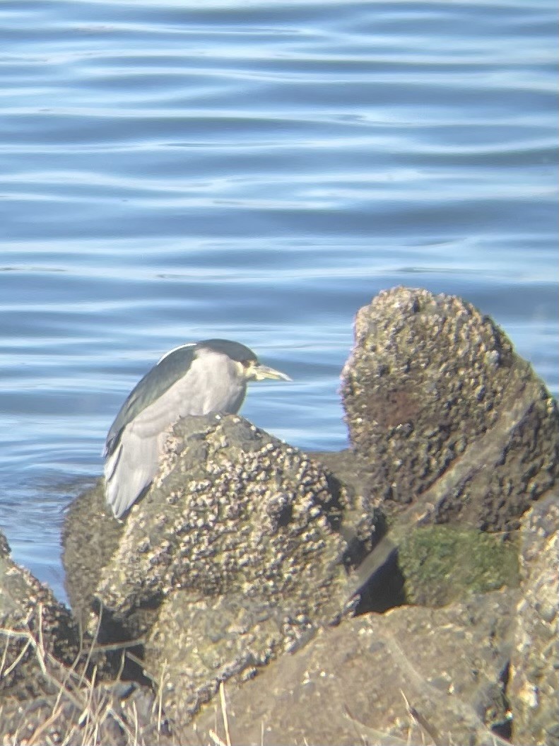 אנפת לילה - ML646863504