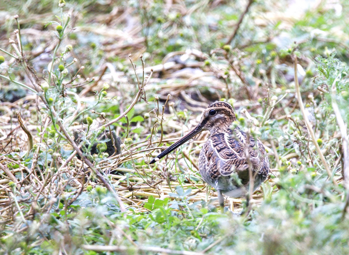 חרטומית ביצות - ML646863509