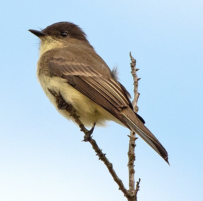 Eastern Phoebe - ML646863510