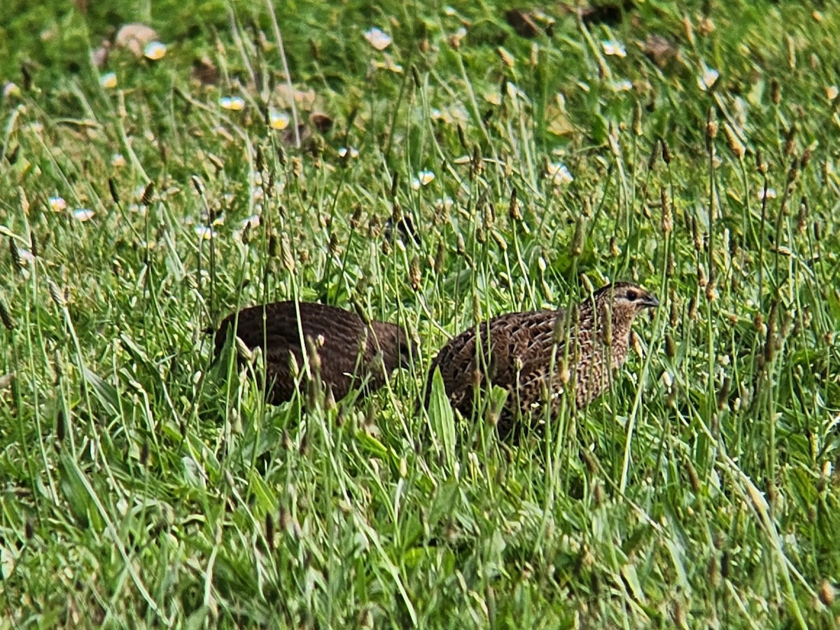 Перепілка бура - ML646863514