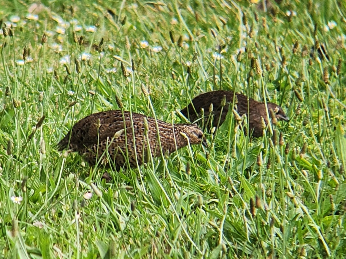 Перепілка бура - ML646863515