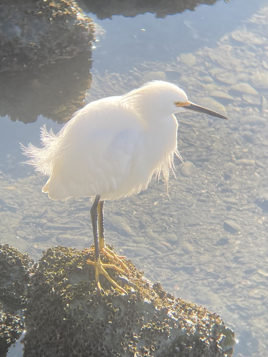 לבנית אמריקנית - ML646863518