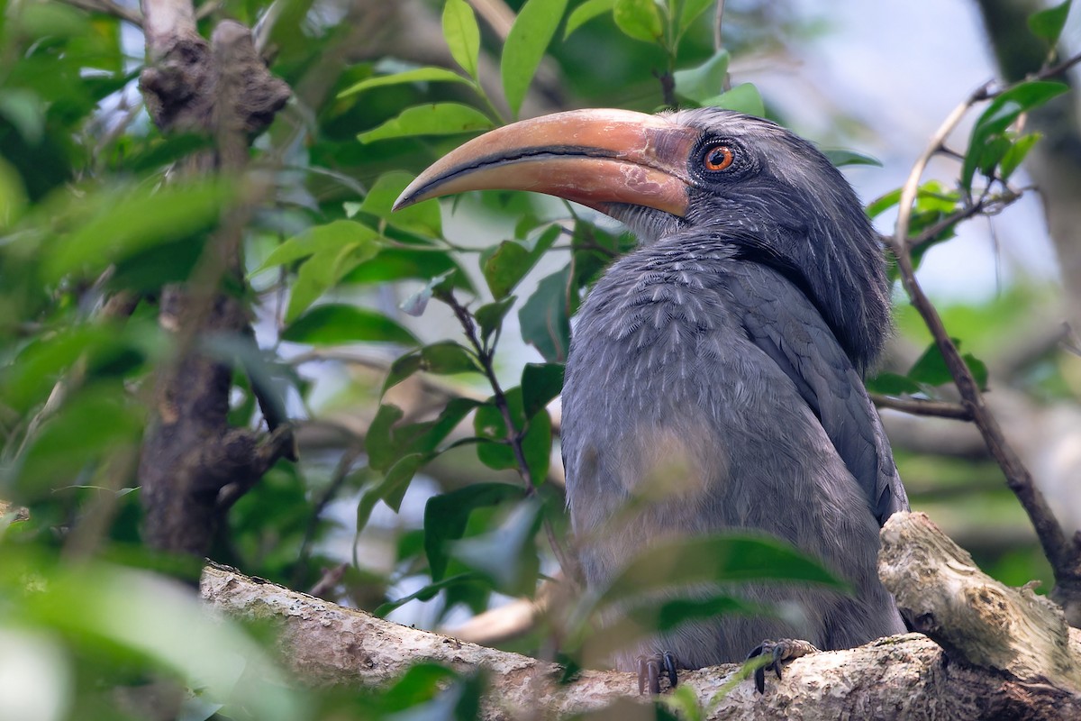 Токо малабарський - ML646863522