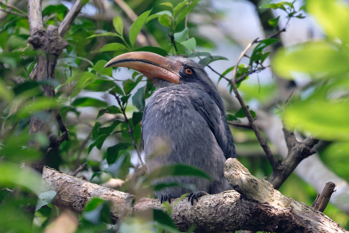 Токо малабарський - ML646863524