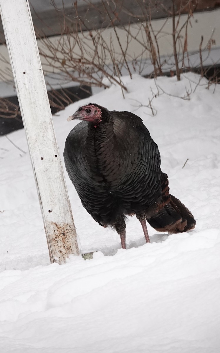 Wild Turkey - ML646863525