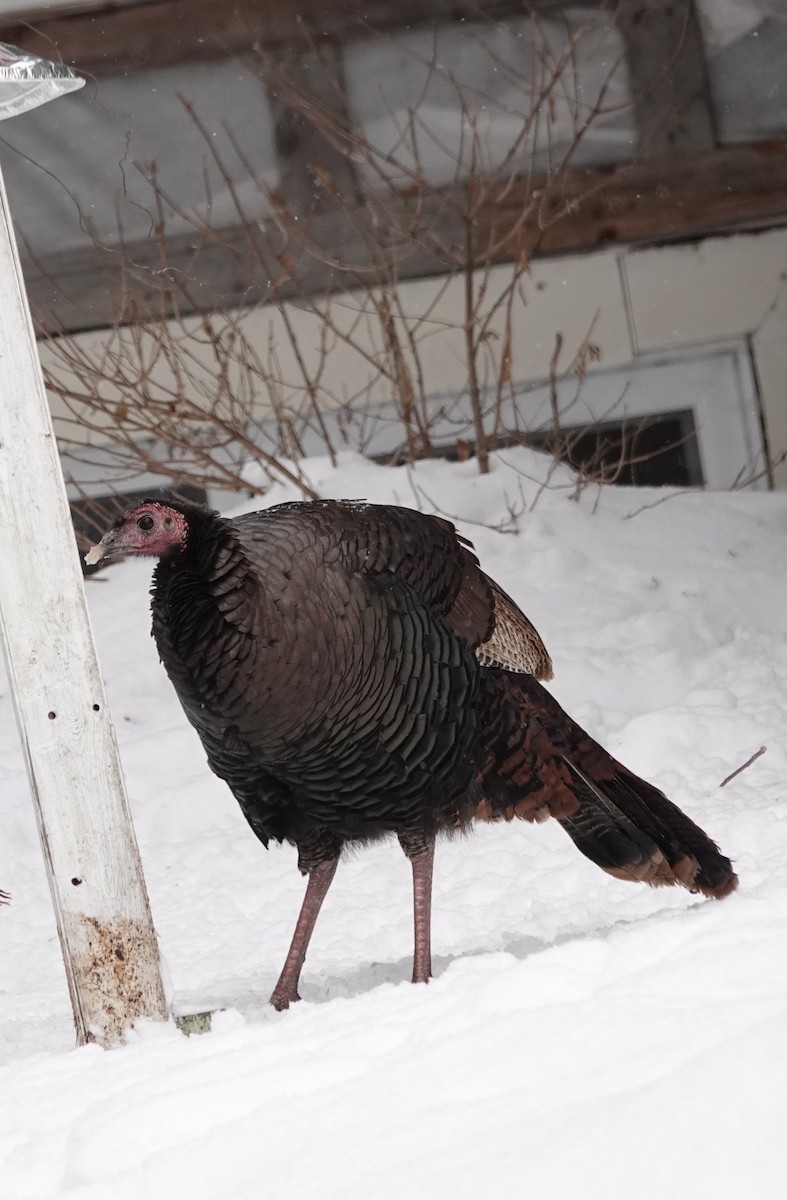 Wild Turkey - ML646863526