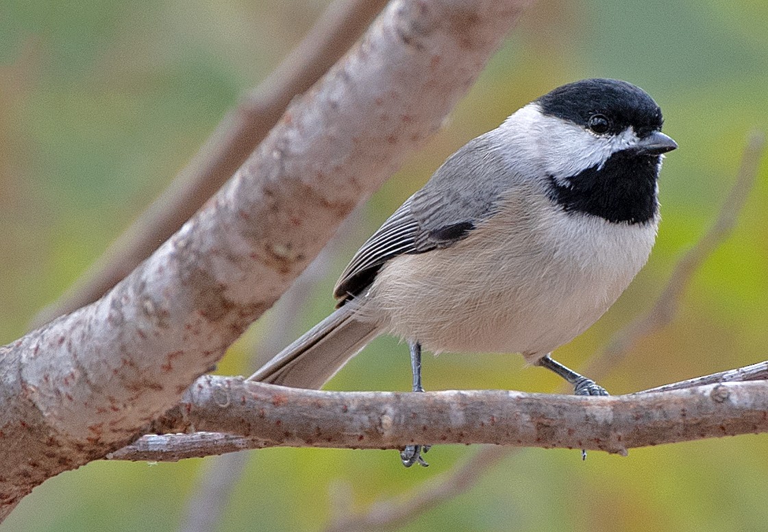 Carolina Chickadee - ML646863527