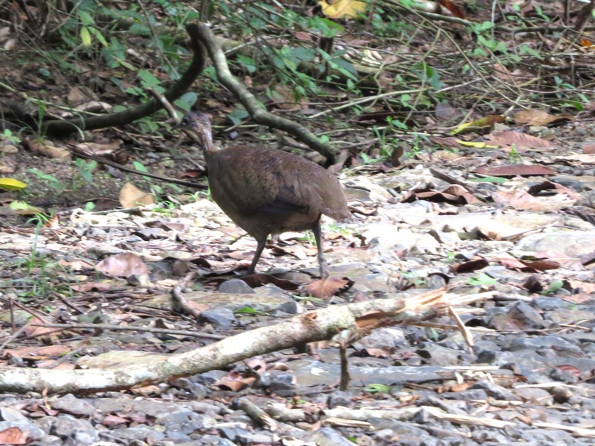 Tinamú Oliváceo - ML646863528