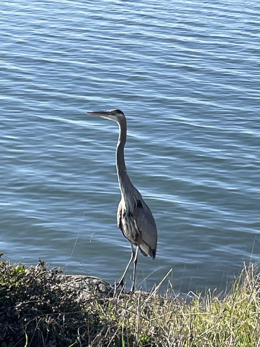 אנפה אמריקנית - ML646863529