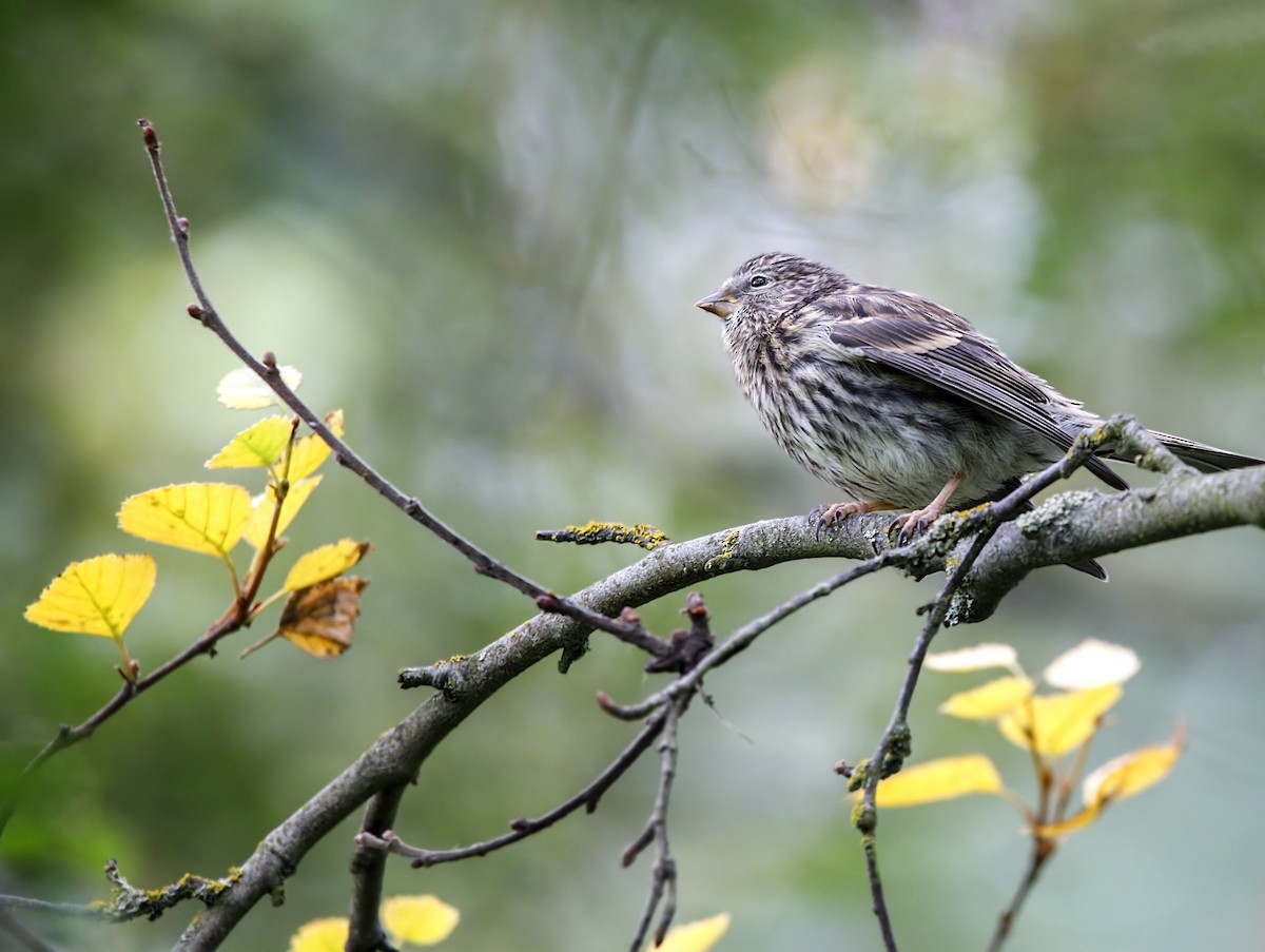 gråsisik - ML646863531