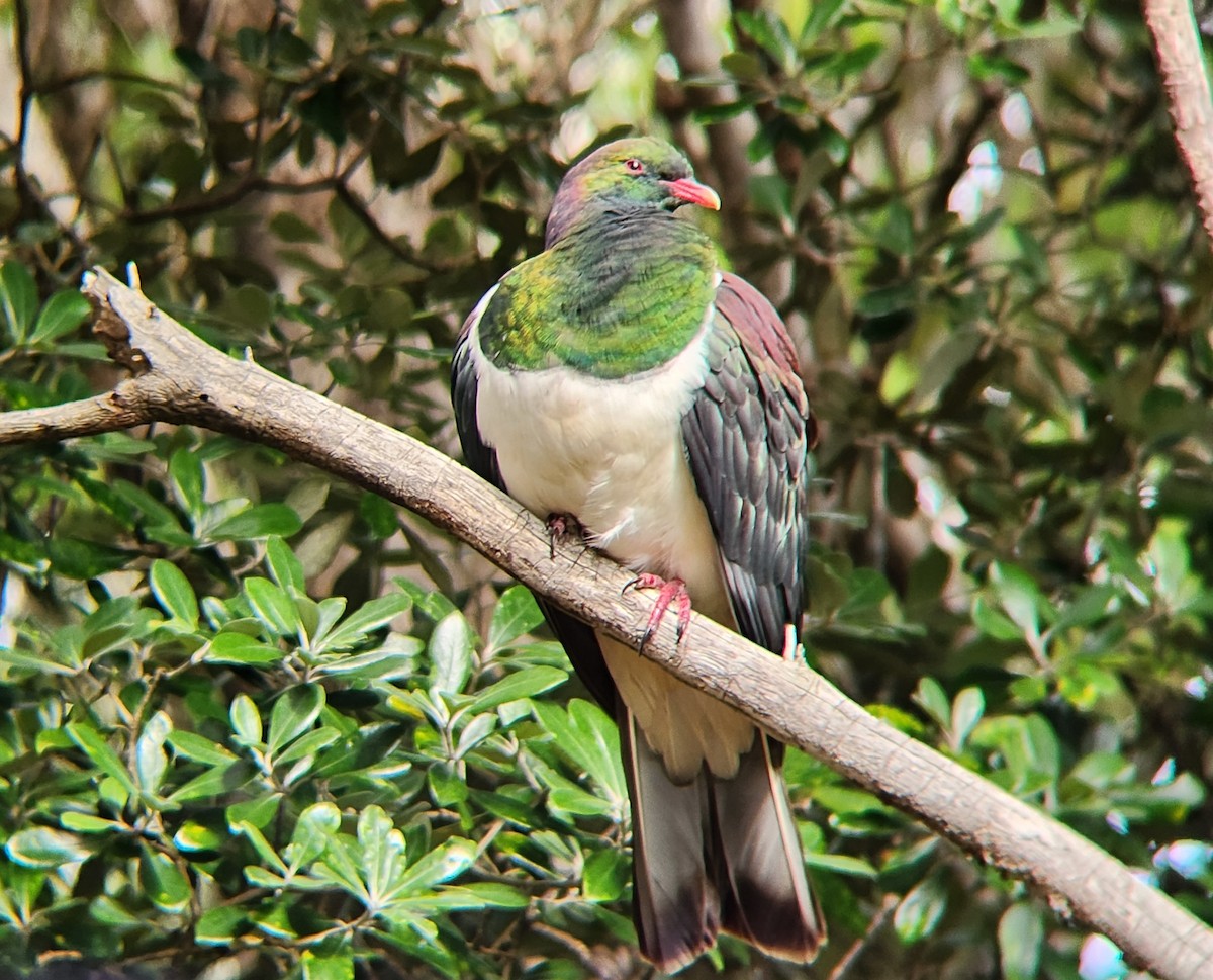 New Zealand Pigeon - ML646863535