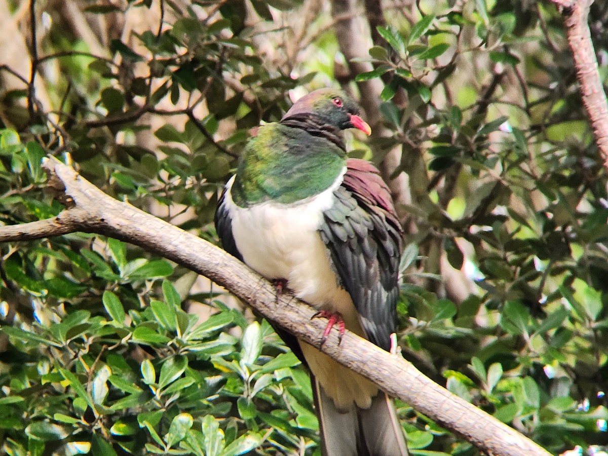 New Zealand Pigeon - ML646863536