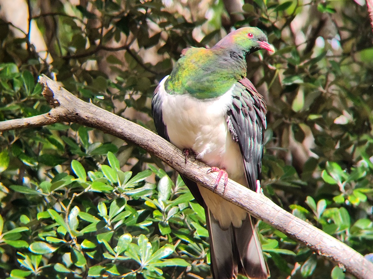 New Zealand Pigeon - ML646863537