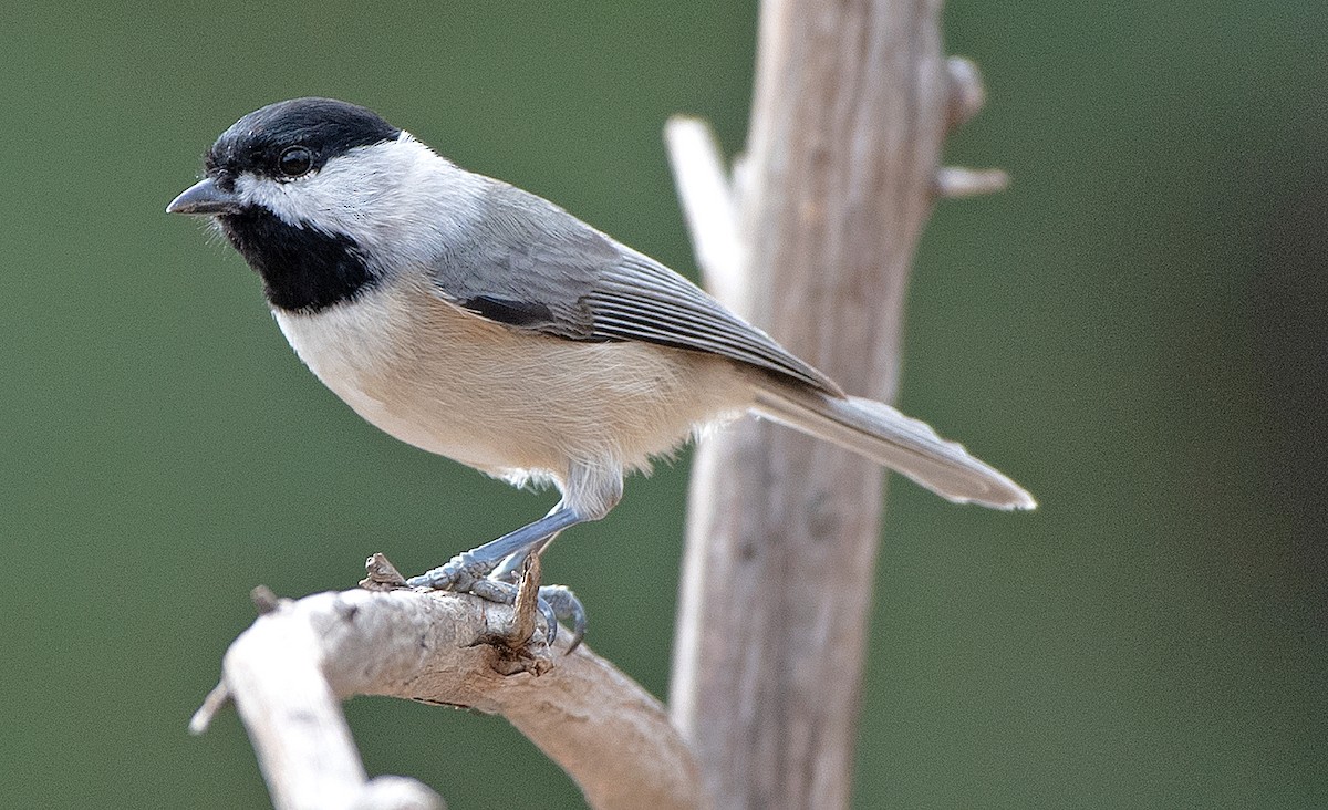 Carolina Chickadee - ML646863538