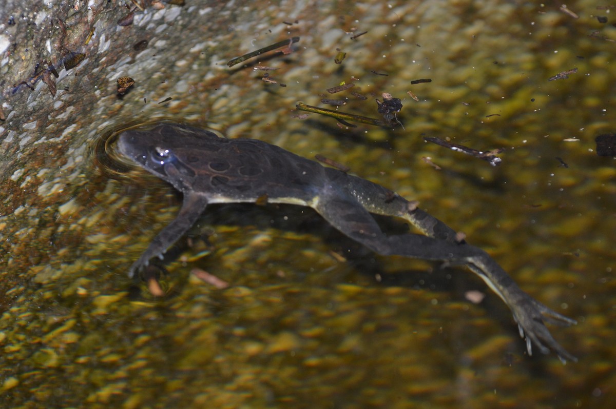 Discoglosso Iberico - ML646863539