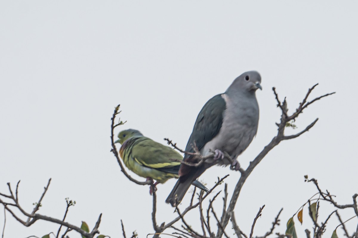 Dúcula Verde - ML646863543