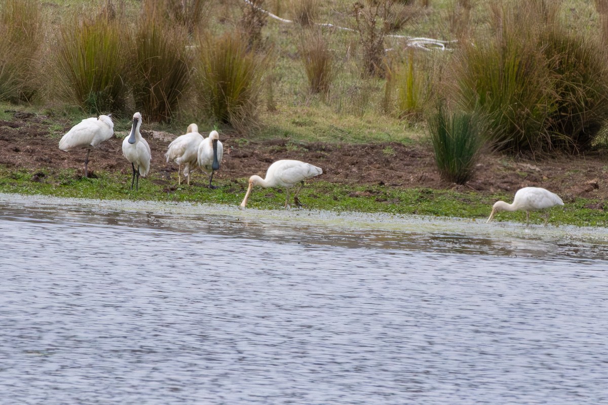 Yellow-billed Spoonbill - ML646863544
