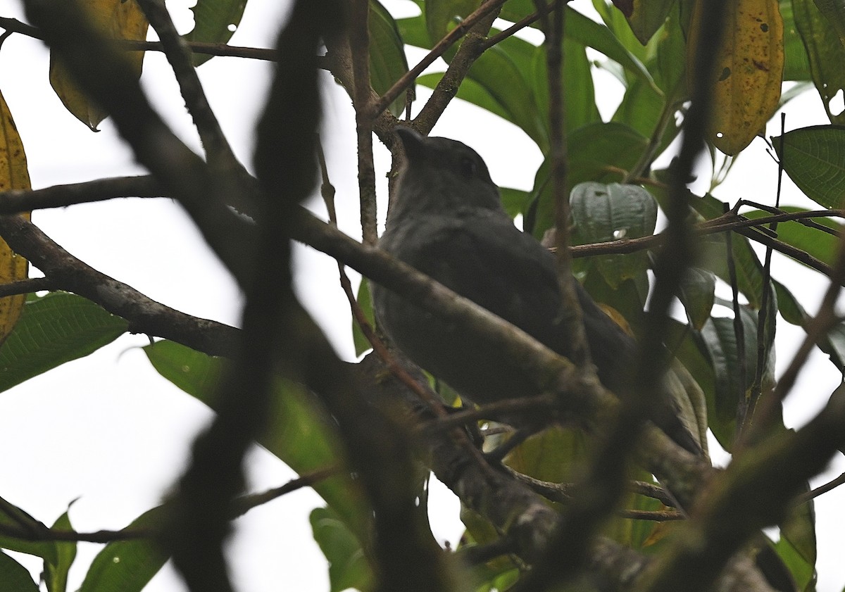 Рыжегузая пиха - ML646863549