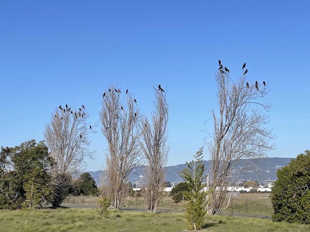 American Crow - ML646863550