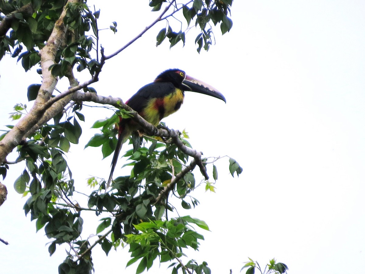 Arasarí Acollarado - ML646863551